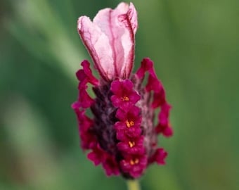 Dried Lavender Flower, Natural Home Decor Wedding Exit Toss