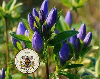 NEW! Bottle Gentian Seeds, Native Blue Wildflowers, Cold Climate, Gentiana Andrewsii, GN011C