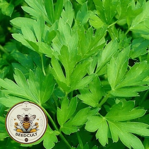 May include: Close-up of vibrant green leaves, possibly herbs or leafy greens. The leaves have a distinctive shape and texture, filling the frame. A circular logo with a bee and the text "SEEDCULT" is in the lower left corner.
