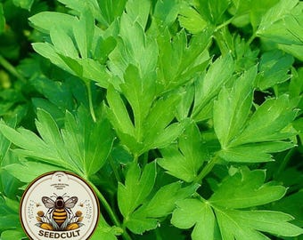 Lovage Seeds, Medieval Perennial Vegetables, Food Forest, Levisticum Officinale, LV4050
