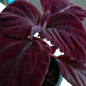 Giant Chocolate Coleus, Palisandra Exhibition Seeds, Indoor Shade Plant CC0610