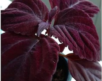 Giant Chocolate Coleus, Palisandra Exhibition Seeds, Indoor Shade Plant CC0610