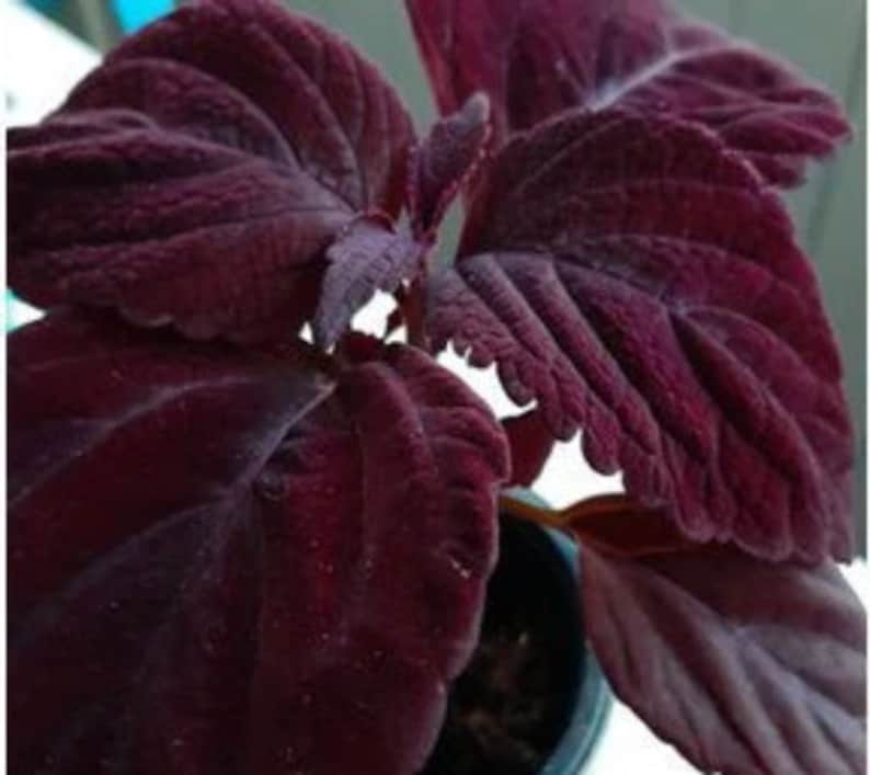 May include: A close-up of a dark purple plant with velvety leaves. The leaves have a textured surface and are arranged in a cluster.