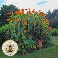 40 Orange Mexican Sunflower Seeds, Orange Torch, Tithonia Rotundifolia TI0140