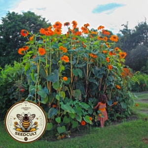 40 Orange Mexican Sunflower Seeds, Orange Torch, Tithonia Rotundifolia TI0140