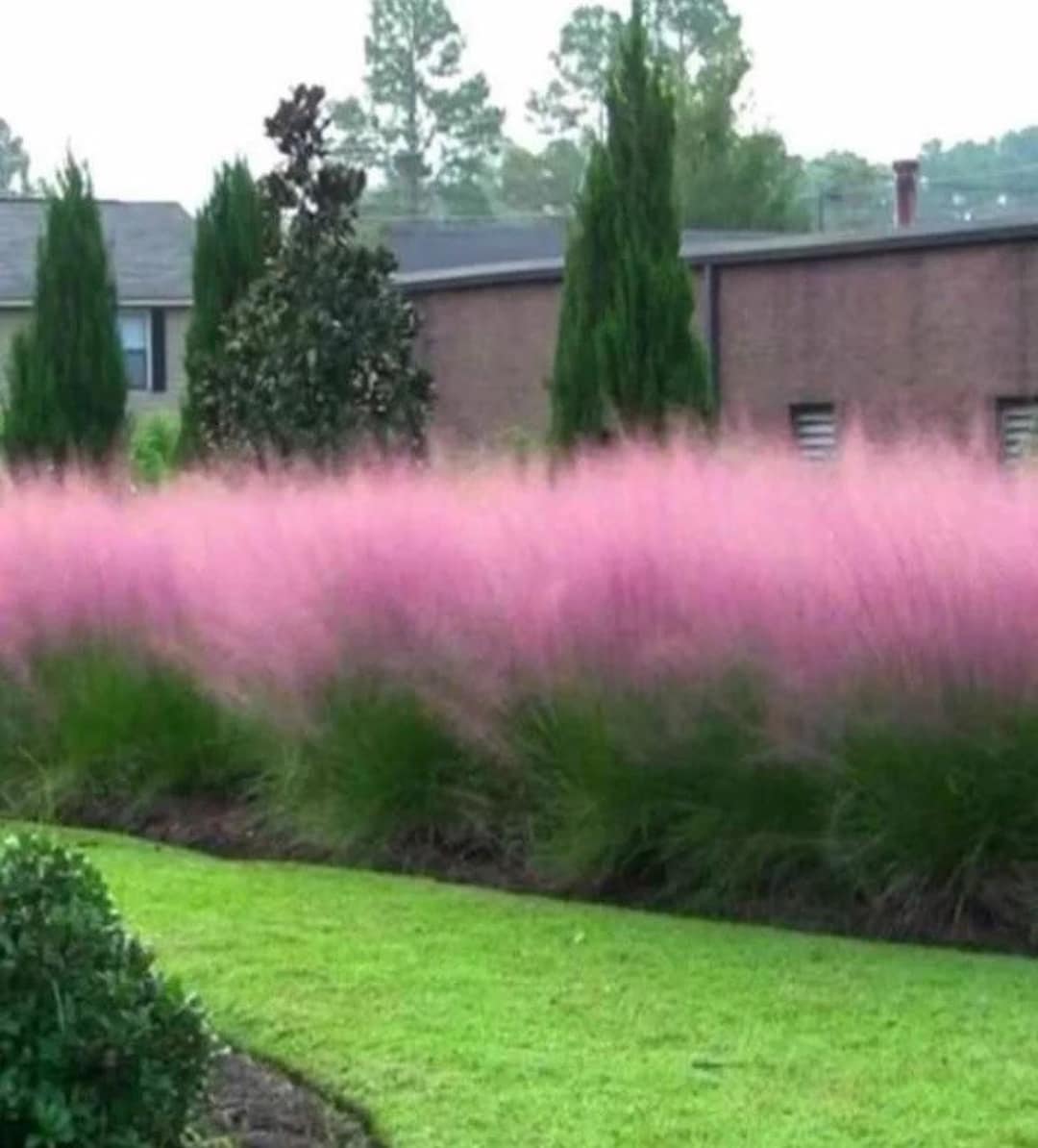 30 Pink Muhly Grass Seeds Perennial Muhlenbergia Capillaris -  Portugal