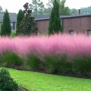 Pink Muhly Grass Seeds, Perennial Muhlenbergia Capillaris  MU0130R