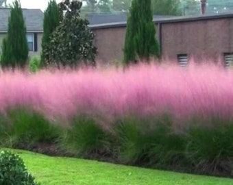 Pink Muhly Grass Seeds, Perennial Muhlenbergia Capillaris  MU0130R