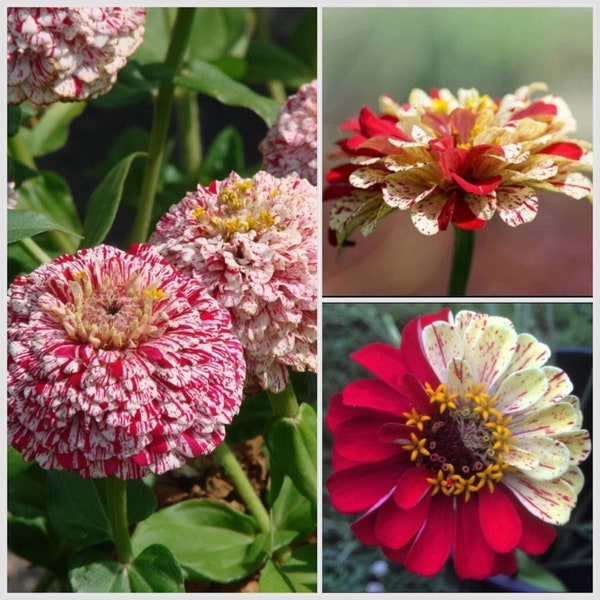 Peppermint Stick Zinnia Seeds,  Organic Zinnia Elegans ZE0550