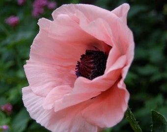 Bulk Oriental Poppy Choice Mix Poppy Seeds, Papaver Orientale, Red, Orange, Pink, Salmon, Perennial, Fall Planting PO061CR