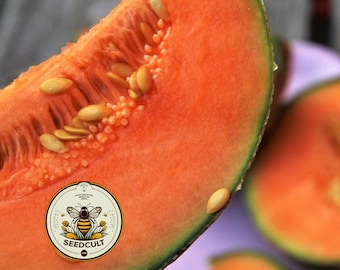 Hot Climate Cantaloupe Seeds, Hale's Best, Nearly 100% Resistance to Powdery Mildew! Heirloom Cucumis melo CU0925
