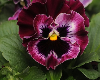 NEW! Frizzle Sizzle Raspberry Pansy Seeds, Viola x wittrockiana VL1420