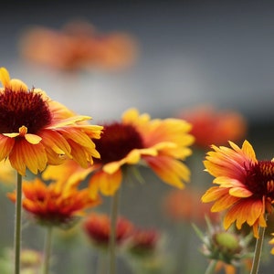 May include: A close-up of a cluster of orange and red flowers with dark red centres. The flowers have a delicate, layered appearance and are in full bloom.