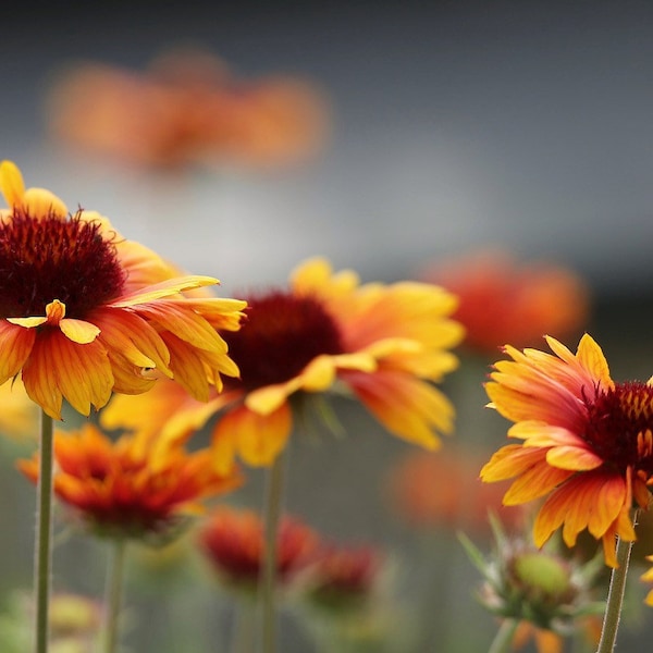 Bulk Native Great Blanket Flower Seeds, Gaillardia Aristata GP022C