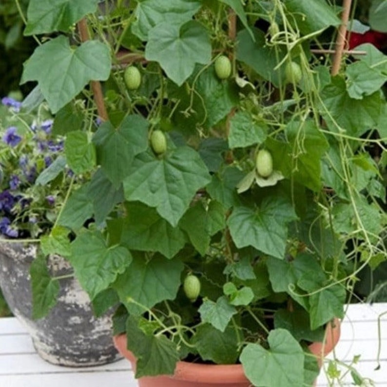 Cucamelon Vine Seeds Mouse Melon Tiny Cucumbers Melothria