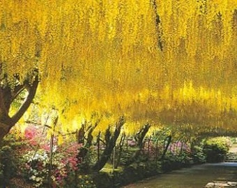 Golden Chain Tree Seeds, Cold Hardy Showering Trees, Laburnum Anagyroides LA9010