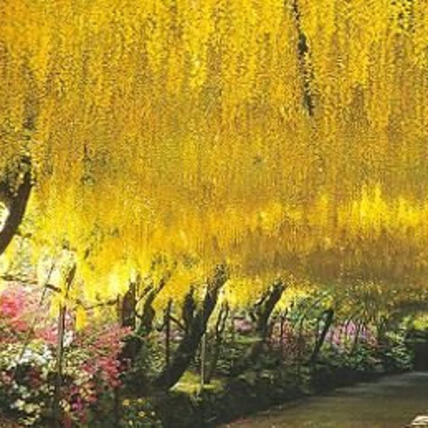 Golden Chain Tree Seeds, Cold Hardy Showering Trees, Laburnum Anagyroides LA9010