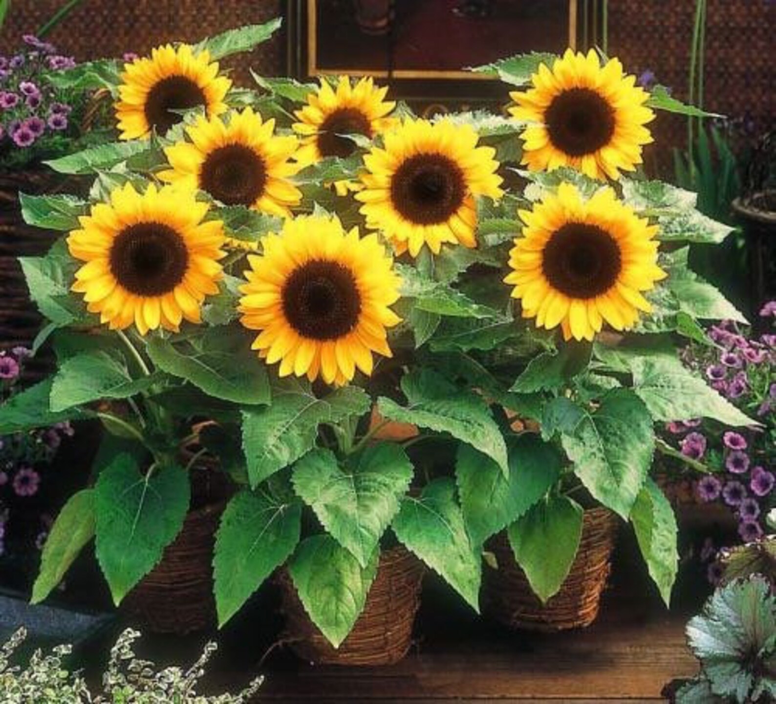 Container Dwarf Sunspot Sunflower Seeds Miniature Helianthus Etsy