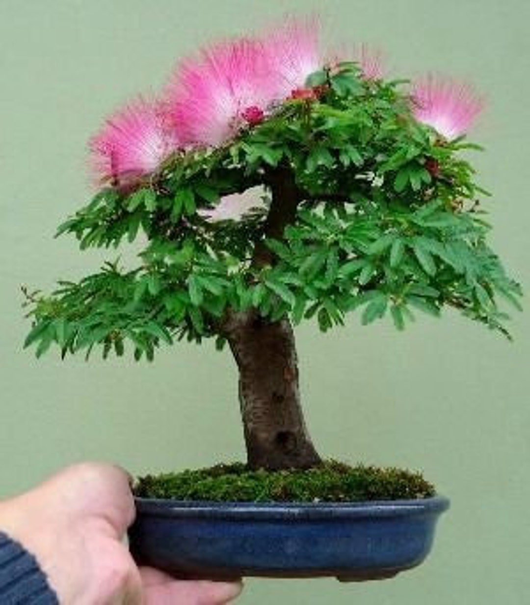 10 Mimosa Tree Seeds Bonsai Persian Silk Etsy