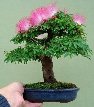 Mimosa Tree Seeds, Bonsai, Persian Silk, Albizia Julibrissin AZ0110 - Etsy