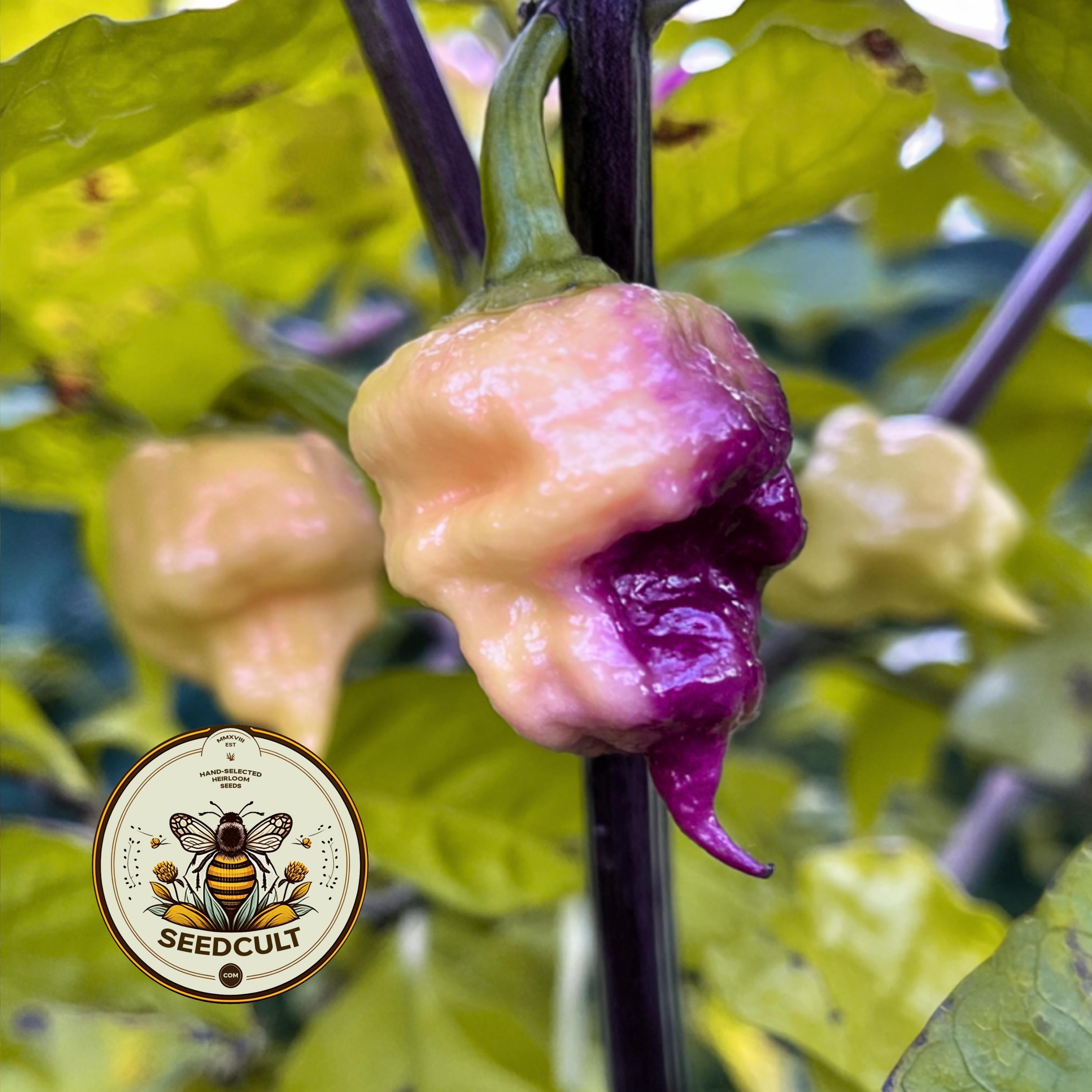 NEW! 5 Jay's Pink Lemon Reaper Pepper Seeds, Capsicum Chinense