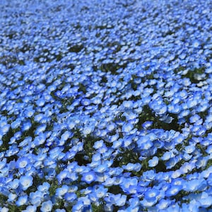 K&ouml;nnte beinhalten: Ein Feld voller blauer Baby Blue Eyes Blumen in voller Bl&uuml;te. Die Blumen sind dicht beieinander und bilden ein Meer aus Blau.