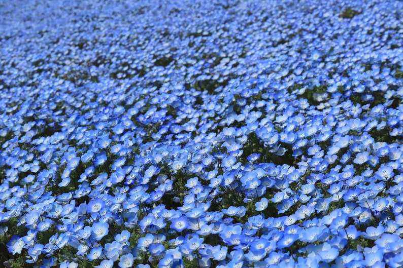 K&ouml;nnte beinhalten: Ein Feld voller blauer Baby Blue Eyes Blumen in voller Bl&uuml;te. Die Blumen sind dicht beieinander und bilden ein Meer aus Blau.