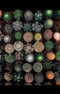 Mixed Cactus Seeds CA8050