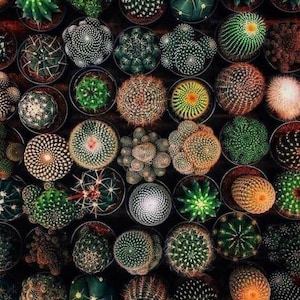 Mixed Cactus Seeds CA8050