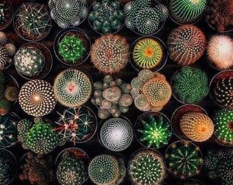 Mixed Cactus Seeds CA8050