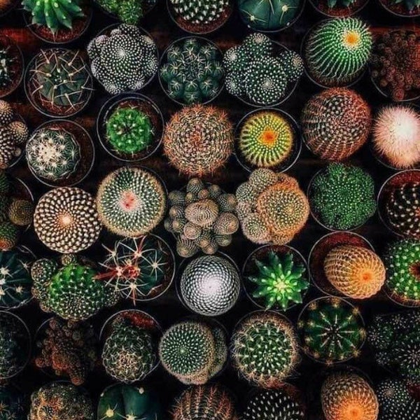 Mixed Cactus Seeds CA8050