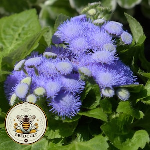 Perennial Native Blue Mist Flower Seeds CM6050