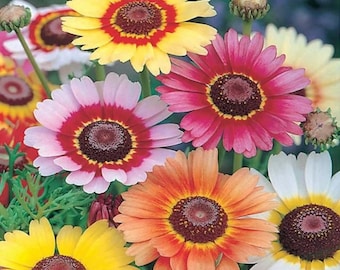 Bulk Painted Daisy Seeds, Chrysanthesus Carinatus CR411