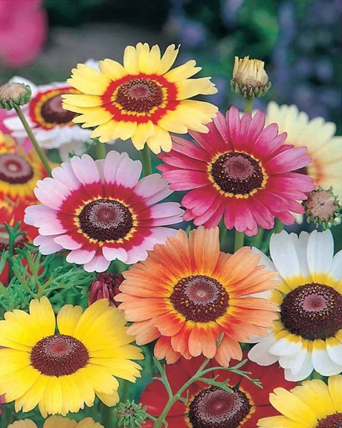 Bulk Painted Daisy Seeds, Chrysanthesus Carinatus CR411