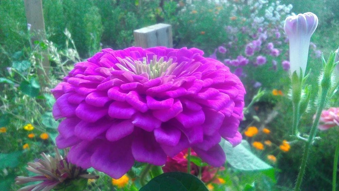 NEW 50 Purple Gigantica Zinnia Seeds, Largest Giant Zinnias, Zinnia