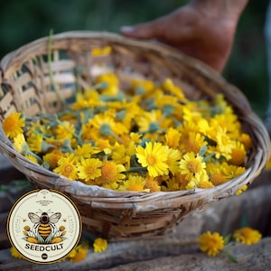 Dyer&#39;s Chamomile Seeds, Natural Dye Source, Golden Marguerite, Ox-Eye Chamomile, Cota Tinctoria, Anthemis Tinctorium AN011C
