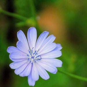 May include: A single, light blue flower with a white center and blue pollen. The flower is in focus, while the green background is blurred.