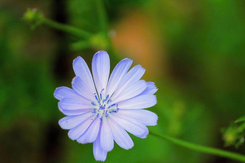 May include: A single, light blue flower with a white center and blue pollen. The flower is in focus, while the green background is blurred.