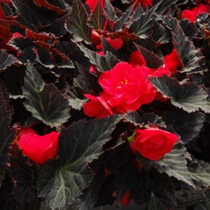 Non Stop Mocca Cherry Begonia Seeds, Black Foliage Begonia Tuberhybrida BG0120P