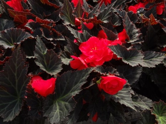 Non Stop Mocca Cherry Begonia Seeds, Black Foliage Begonia