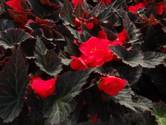 Non Stop Mocca Cherry Begonia Seeds, Black Foliage Begonia Tuberhybrida BG0120P