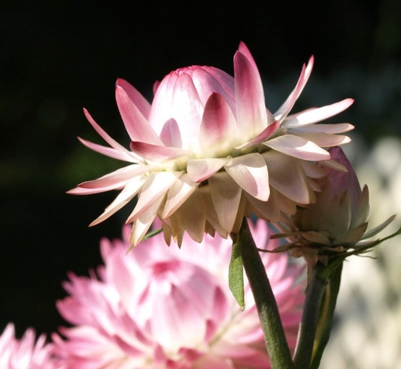 Silvery Rose Strawflower Seeds Helichrysum Xerochrysum bracteatum