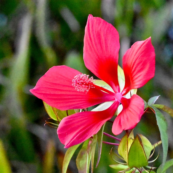 Scarlet Hibiscus Seeds, Scarlet Swamp Mallow, Rosemallow, Hibiscus Coccineus HI0410