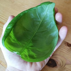 Bulk Large Leaf Italian Basil Seeds, Ocimum Basilicum OC052C