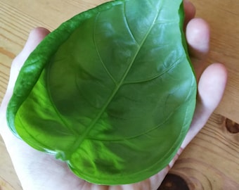 Bulk Large Leaf Italian Basil Seeds, Ocimum Basilicum OC052C