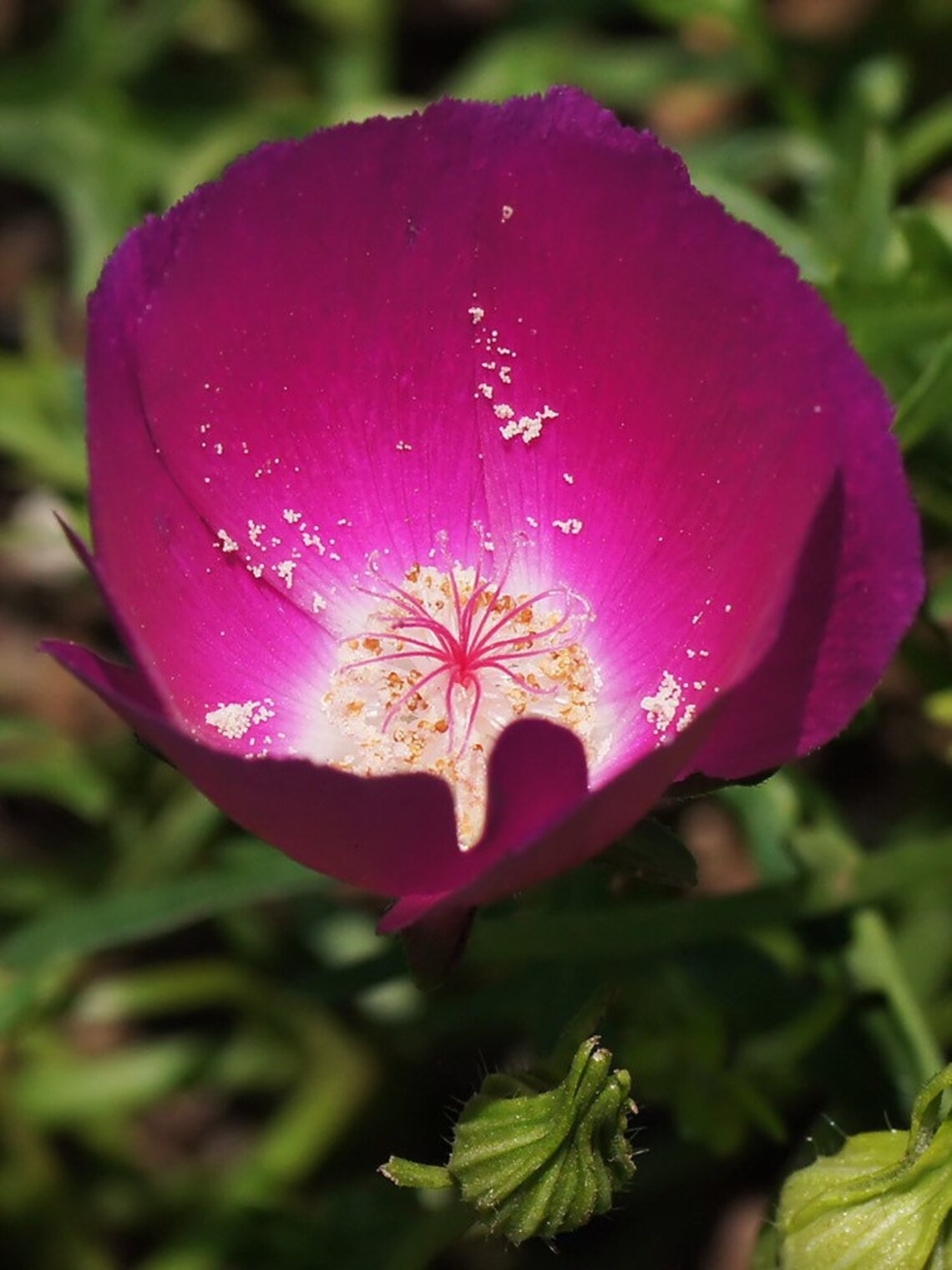BOGO WINTER PLANTING Wine Cup Flower Purple Poppy Mallow Etsy