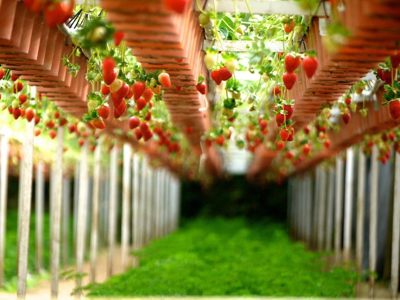SeedCult Alpine Strawberry Seeds - Thumbnail 3