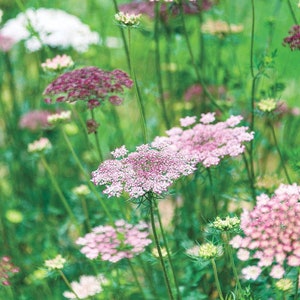 May include: A close-up shot of Queen Anne's Lace flowers in various stages of bloom. The flowers range in color from white to light pink and deep magenta, with green stems and a blurred green background.