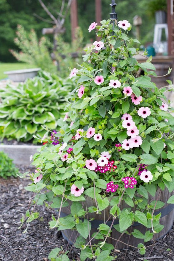 Blushing Susie Black Eyed Susan Vine Seeds Thunbergia TH0110