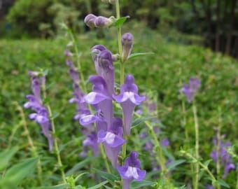 Mad Dog Skullcap Seeds, American, Blue, Scutellaria Lateriflora SK0225